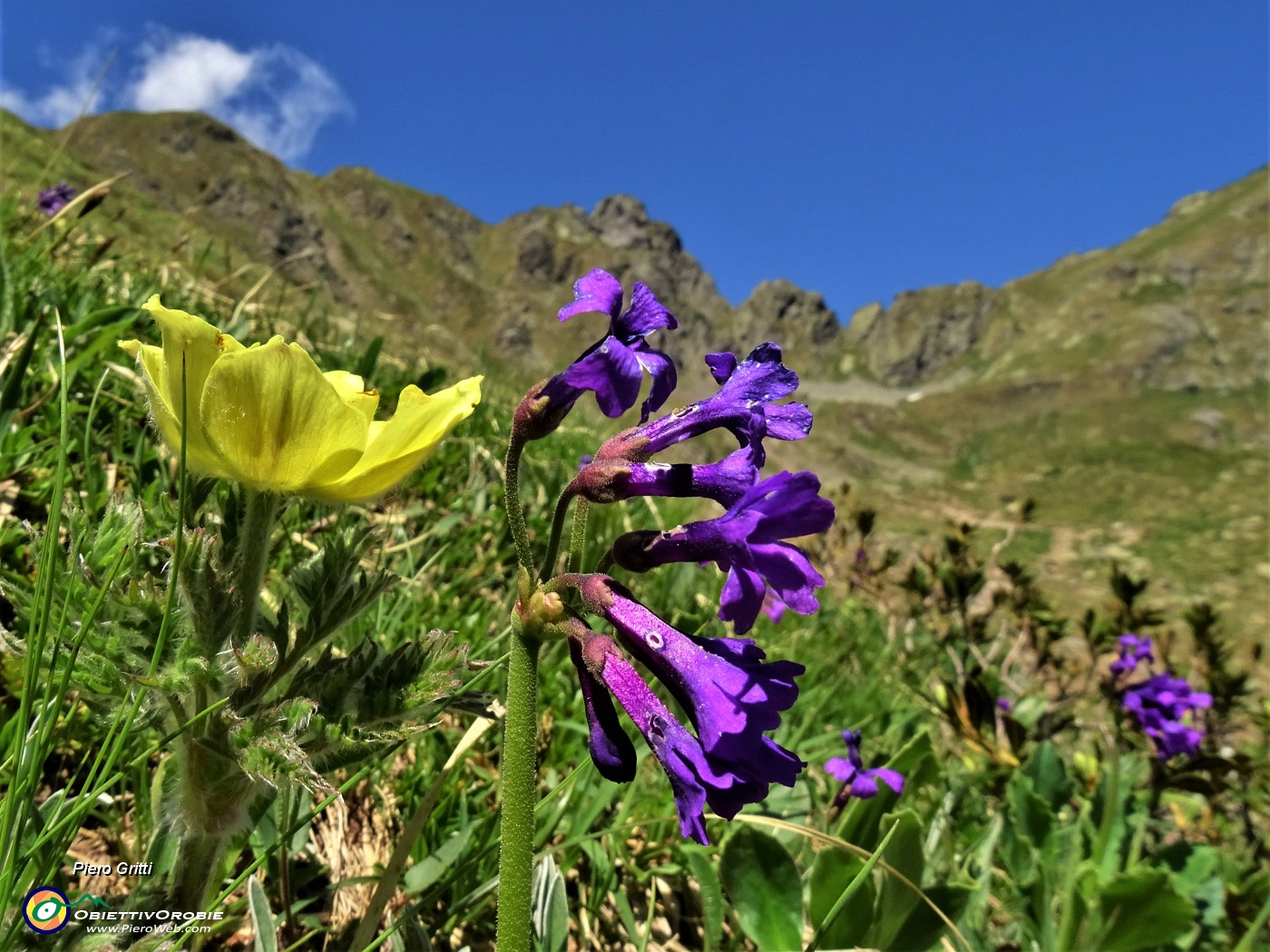 30 Bellissimi fiori di Primula latifolia (Primula a foglie larghe) con Pulsatilla alpina sulphurea (Anemone sulfureo).JPG